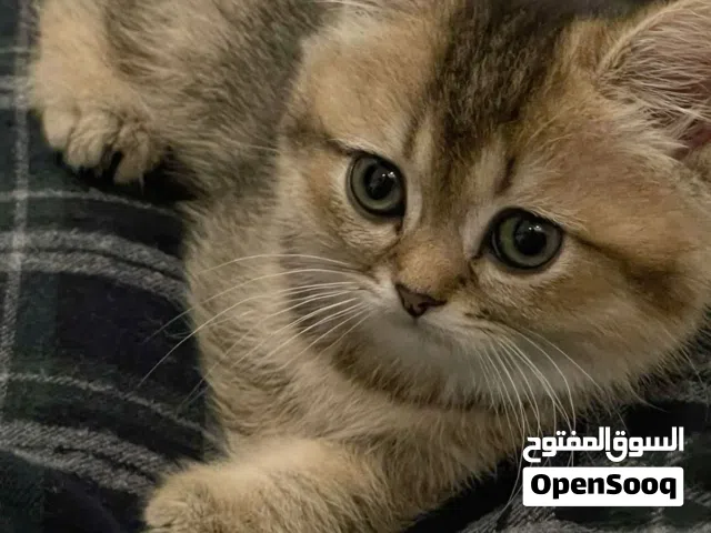 سكوتش ستريت قولدن بيور