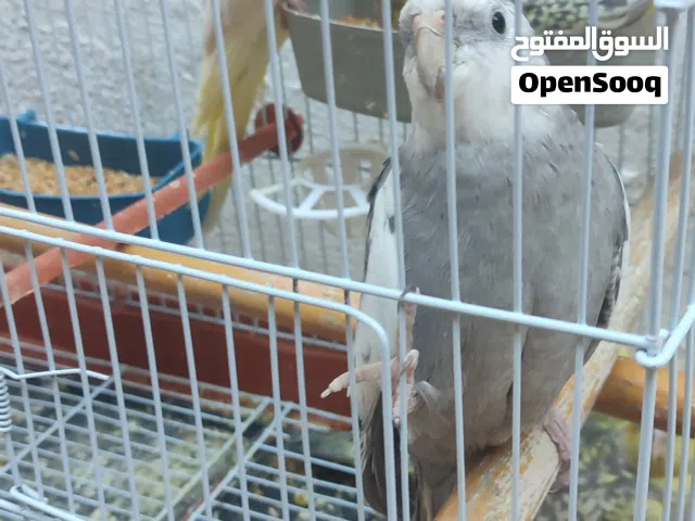 كوم طيور كوكتيل بدون قفص