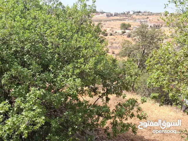 Residential Land for Sale in Hebron Dura
