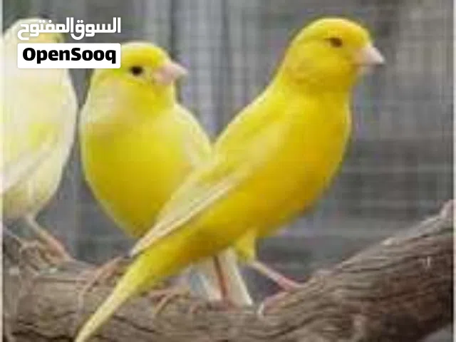 للبيع ذكر كناري اصفر مغرد فحل ناااار