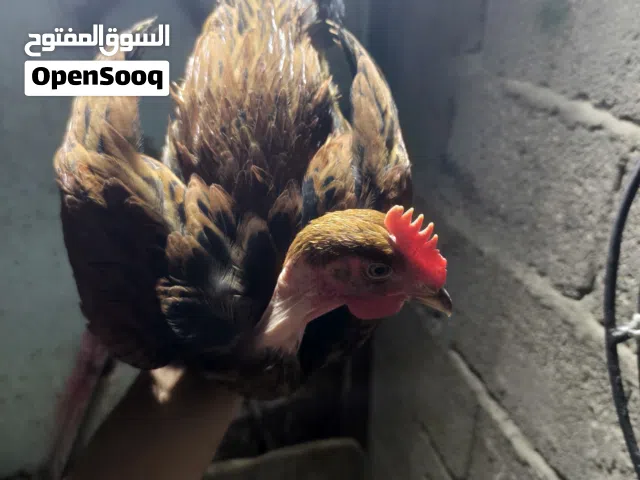متاح دجاج واحد كويتي
