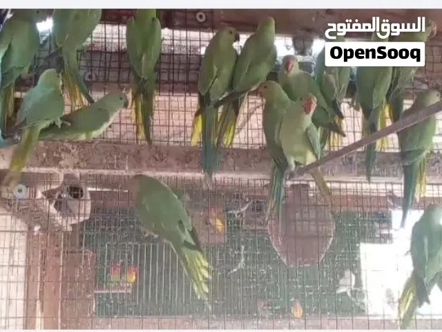 عاجل يوجد لدي متوات للبيع سعر الحبه 8ريال تبع الوصف تحت