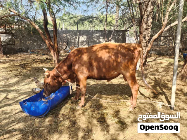 ثور جيرسي هولندي للبيع