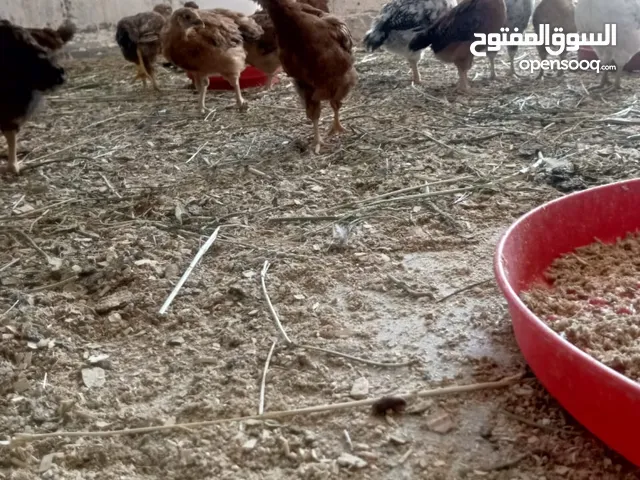 دجاج عرب وفيومي للبيع