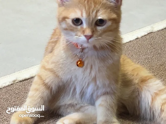 قطط نثيتان وذكر