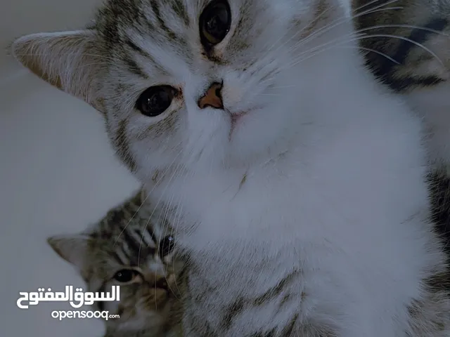 Available kittens for sale high quality breed Cats (Silver British breed & Scottish straight breed.)