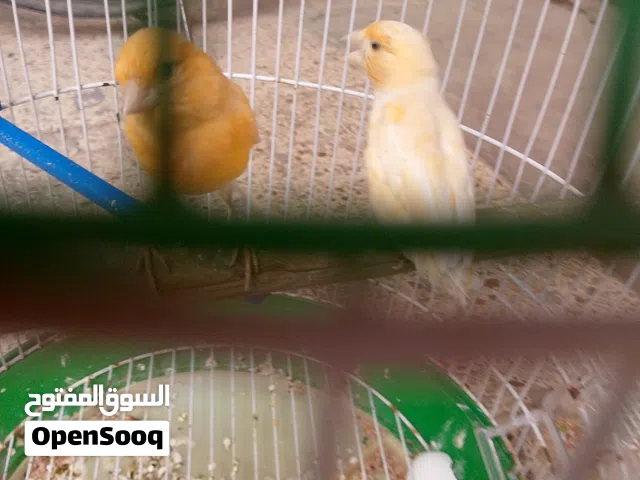ثنين نثايه كناري للبيع بسعر مناسب نثيه سوبر شيرازي خشنه جاهزة للتزاوج+نثيه شيرازي رجلها مكطومه تبزر.