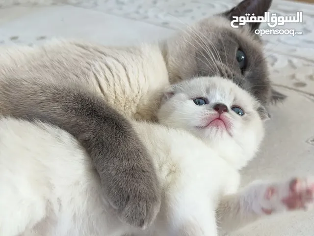 ذكور و اناث