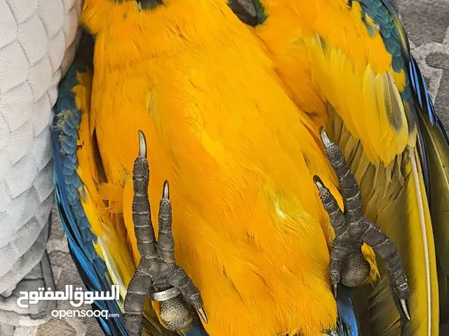 مكاو بلو قولد