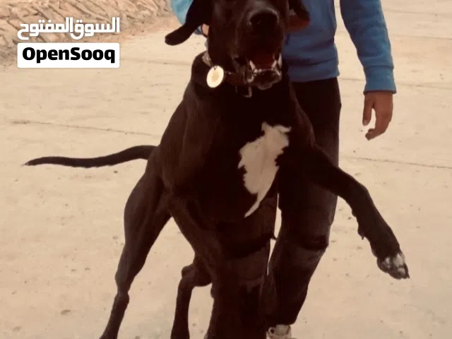 كلبه جريت دان سنه و 3 شهور للبيع