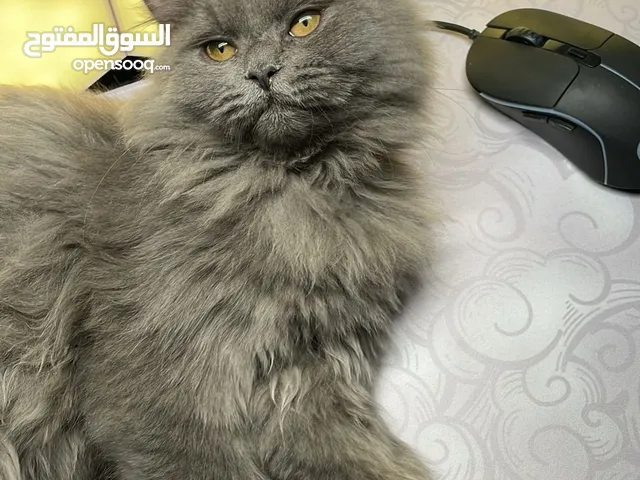 قطه انثئ شيرازيه بسعر 25 ريال عمرها سنه ونص  سبب البيع كثرة القطط وعدم التفرغ الموقع سمد الشأن
