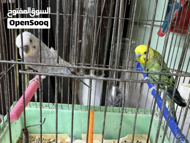 زوز ذكورا بقالينو