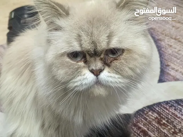 السعر خاص تراسل وتساب