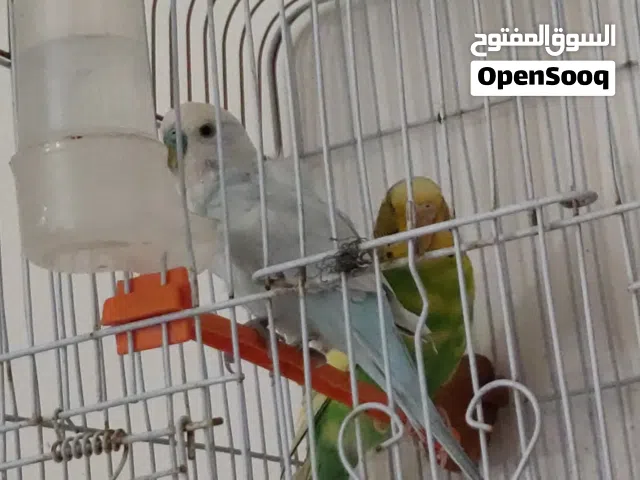 السلام عليكم كوبيه ربي يبارك كزيوني