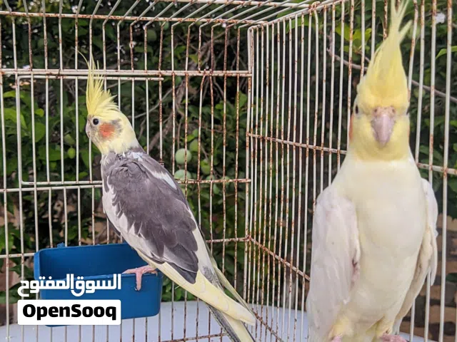كوبيه كوكتيل مشاء الله