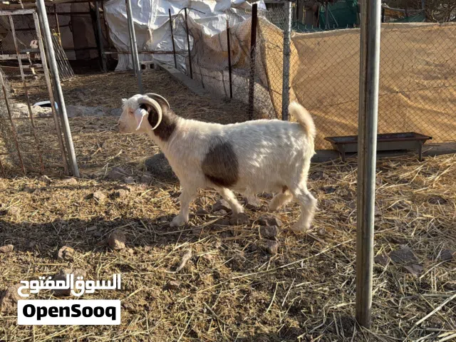 للبيع أغنام من خلال الرحوب الحلال طيب ماشاءلله