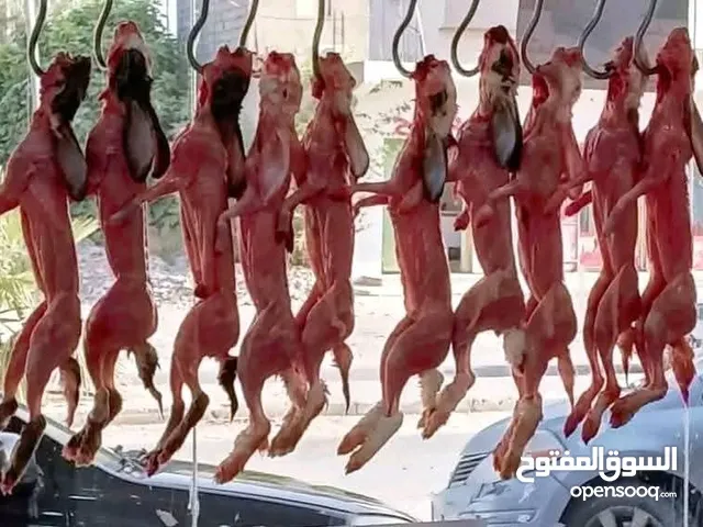 ارانب جميع الاعمار سعر حرق يوجد اناثي واذكور الاتصال  يوجد توصيل