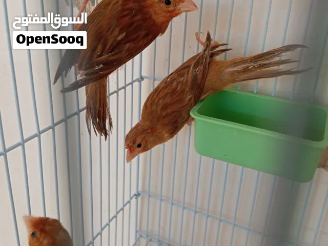 عصافير كنار بسم الله ما شاء الله صحه ونضافه  عمر شهرين