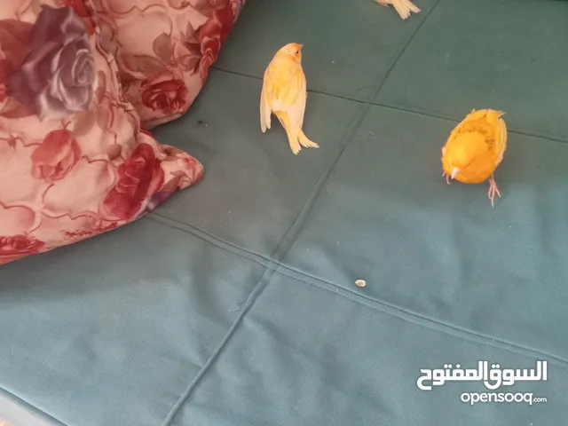 ركز رزكز مطلوب عصافير جميع الطيور حب جنه كنار دره كوكتير كميات ياخوان مش جوز او جوزين ومطلوب حمام