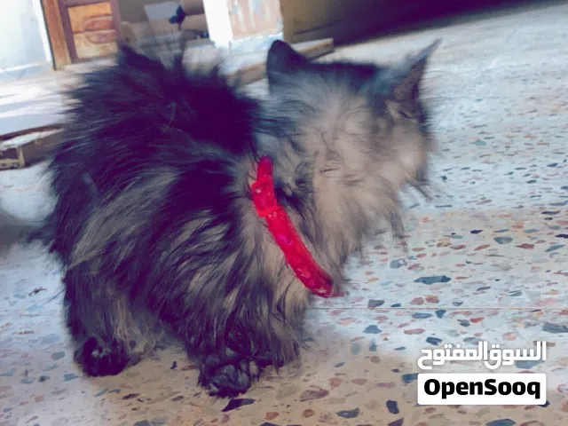 قط انتى للبيع المكان السواني سيمافرو الرمله