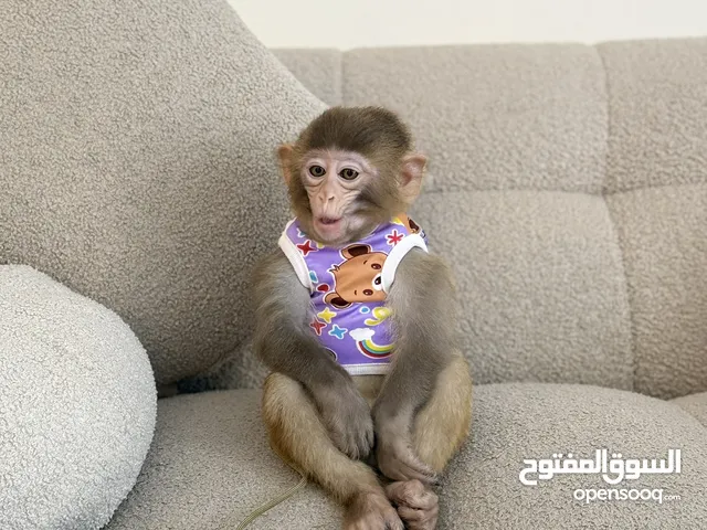 قرد مكاك شورت تيل