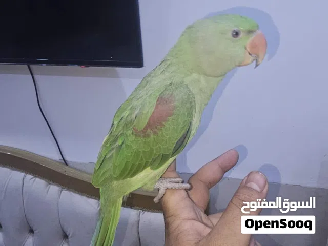 ببغاء نيبالي اليف تربية بيت للبيع