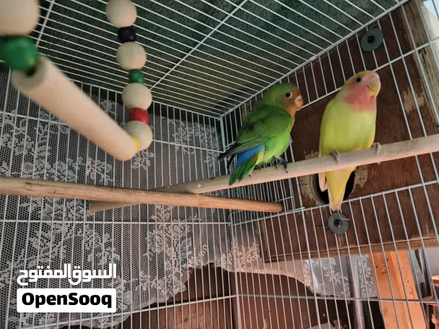 beautifull bird pair male female