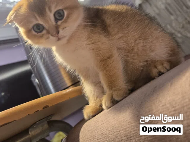 ذكر سكوتش فولدNy12