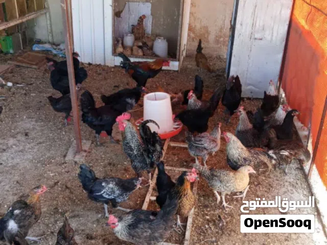 جاج بلدي للبيع عل كوم مع ديوك  السعر نهائي