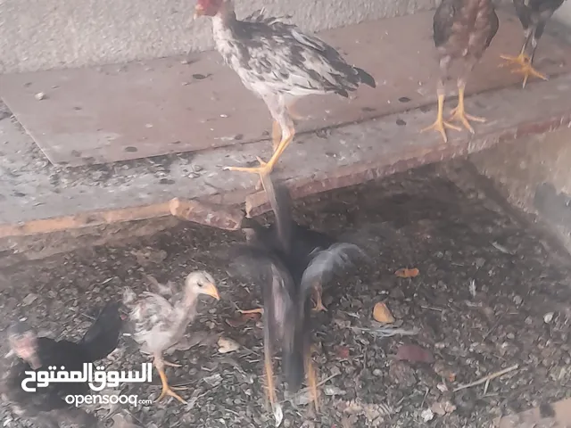 دجاج عرب للبيع سعر دجاجه 25 الف والديك سعر 25