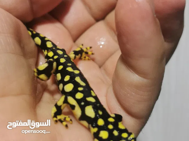 حيوانات للبيع