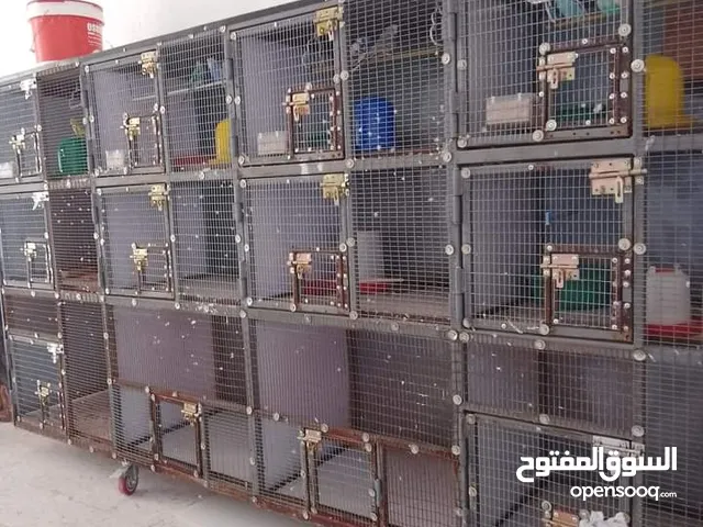 قفص كبير يحتوى علي 12البارتي
