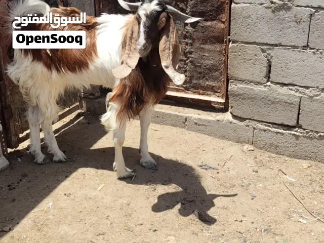 خشانه وصحة،