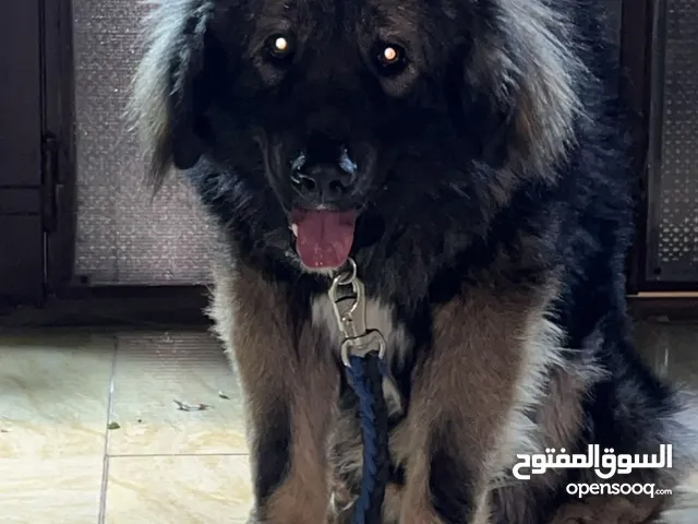 كلب قوقازي