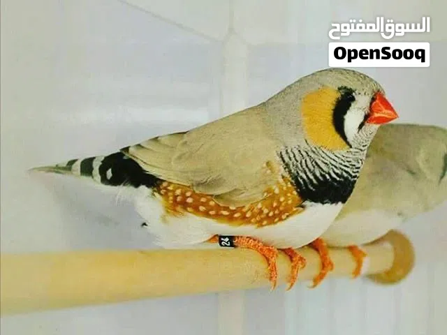 اقرة الوصف مهم مطلوب فنشات فراولة فناجس مكس فنجس بنكالي اصفر