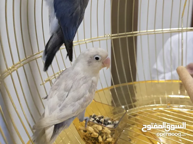 طيور الحب نوعها فيشر ابيض وتدرجات ازرق فاتح والثاني ازرق غامج وتدرجاته