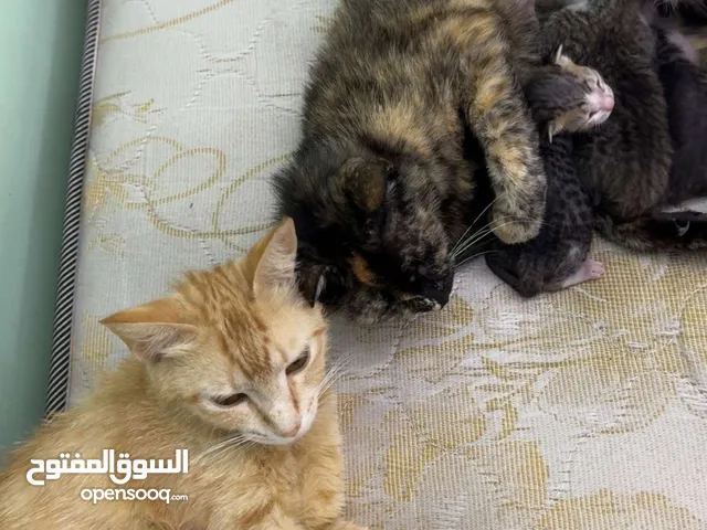 قطتين إناث للتبني مجانا مع اطفالهم /two female cats for adoption with their kittens for free