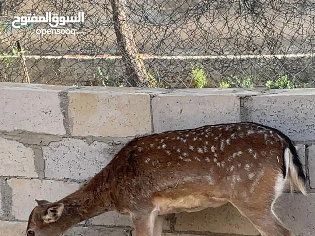 غزلان هولندي للبيع معشره أنثى عمره سنتين وذكره كبير عمر سنتين ونص