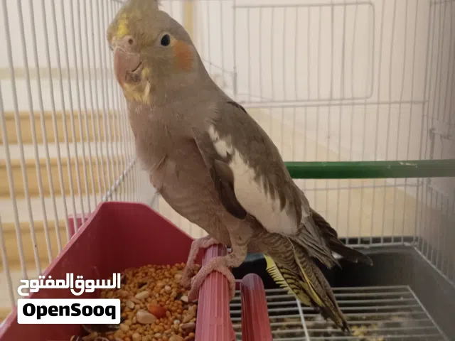 السلام عليكم  الله يبارك  انثي كوكتيل حبشي ريش   ذكر ببغاء سنغالي صغير في العمر  البيع ريش