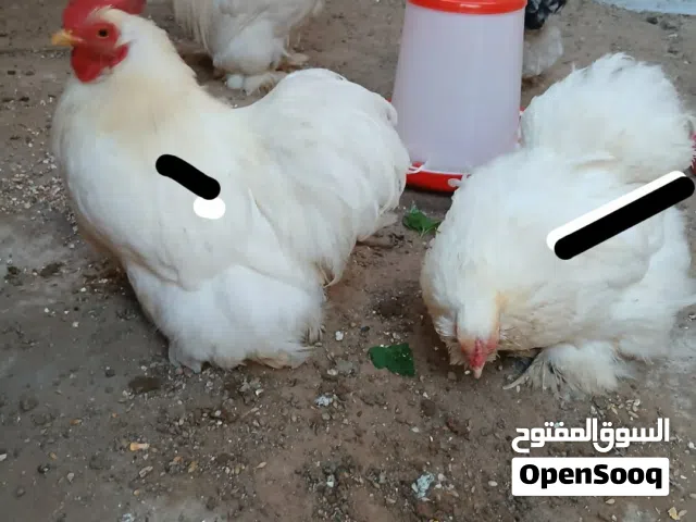 كوبيا تلجيه تبارك الله لحيه وداج سعر حرق