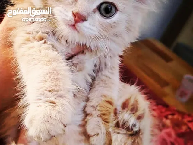 بيع قط ذكر صغير