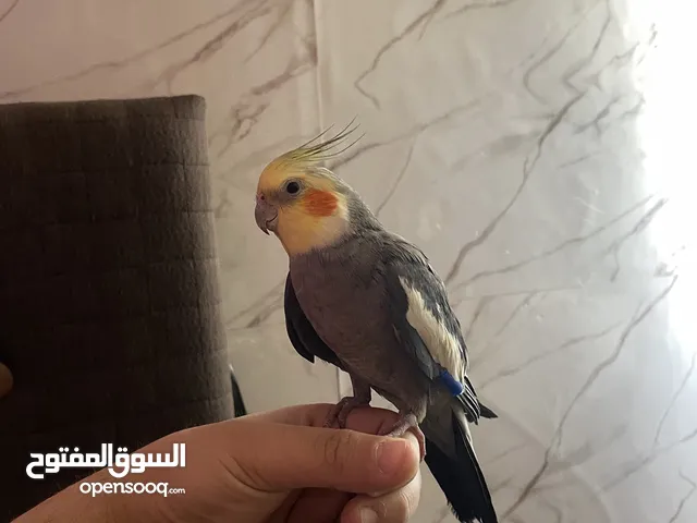 كوكتيل ذكر اليف للبيع