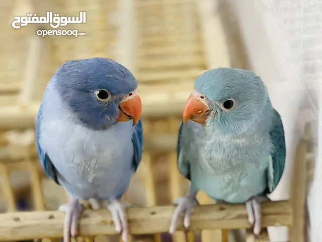 دره للبيع نقيات فول الافه فول عمارهم 4شهر سعر ثنينهم 350قفل مستعجل عله بيع