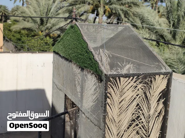 قفص مال محميه مال بلابل  القفص حديد متعوب عليه  واتساب السعر 200 وبي مجال