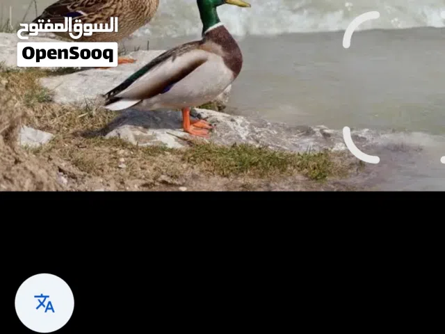 بط خضاري  الطائر