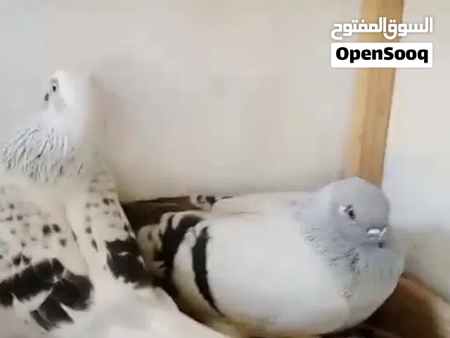 حمام للبيع نوريات صفر ونوريات بواز شغالات وتحتهم بيض
