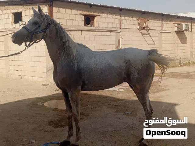 للبيع فرس وحصان