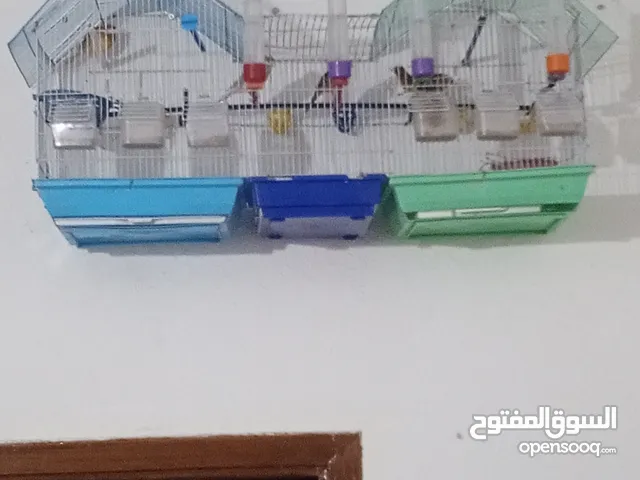 طيور للبيع