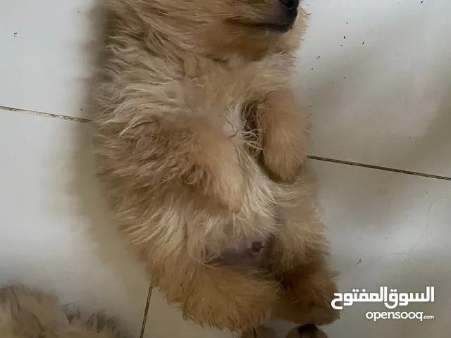 Pomeranian