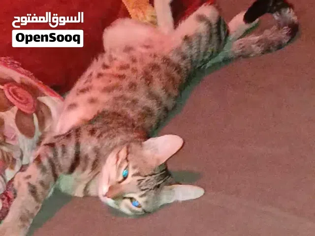 التنومه الصالحيه